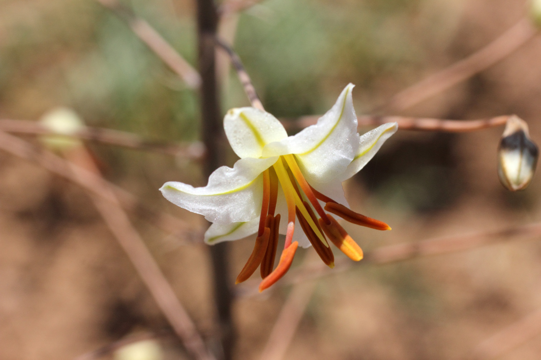 Image of Eremurus soogdianus specimen.