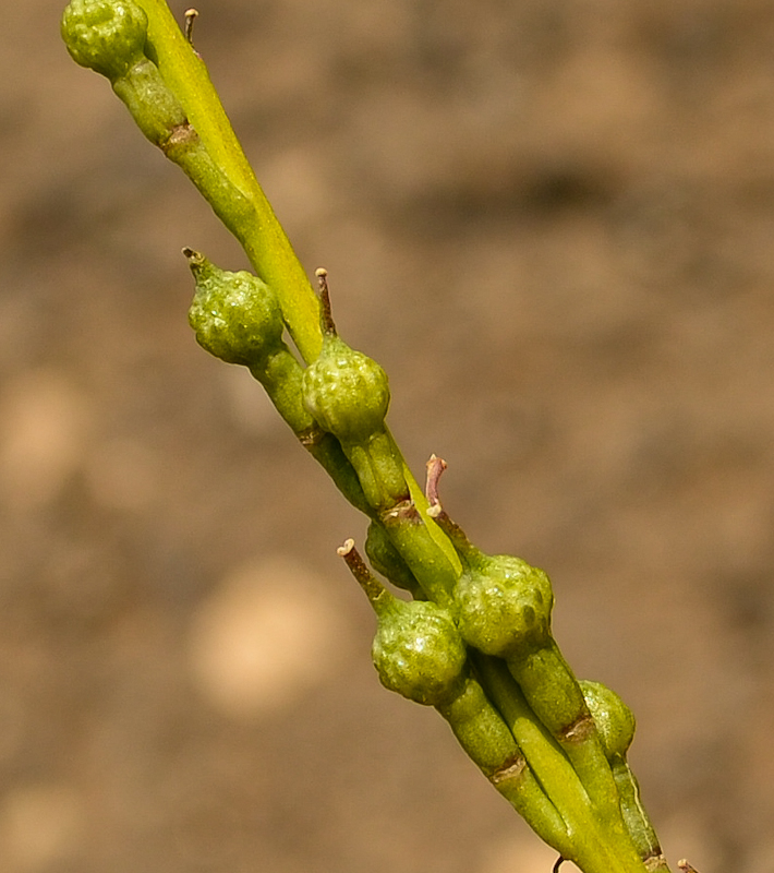 Изображение особи Rapistrum rugosum.