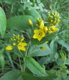 Lysimachia vulgaris