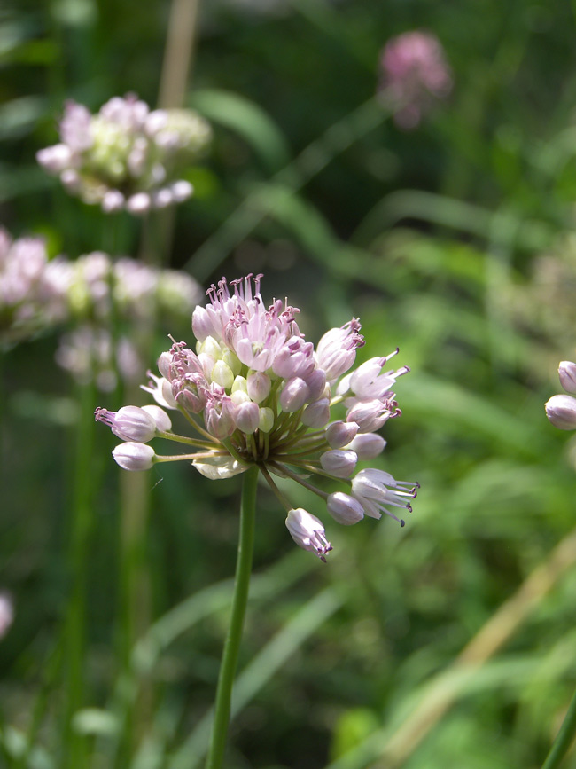 Image of Allium splendens specimen.