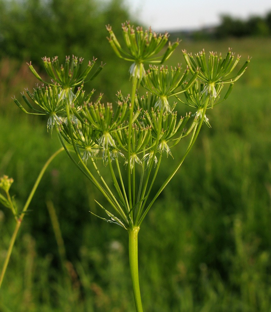 Изображение особи Chaerophyllum prescottii.