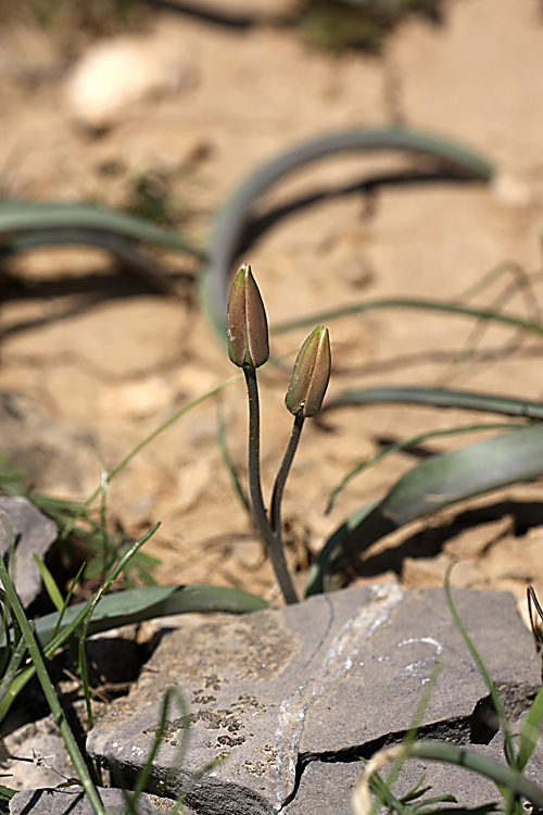 Изображение особи Tulipa turkestanica.