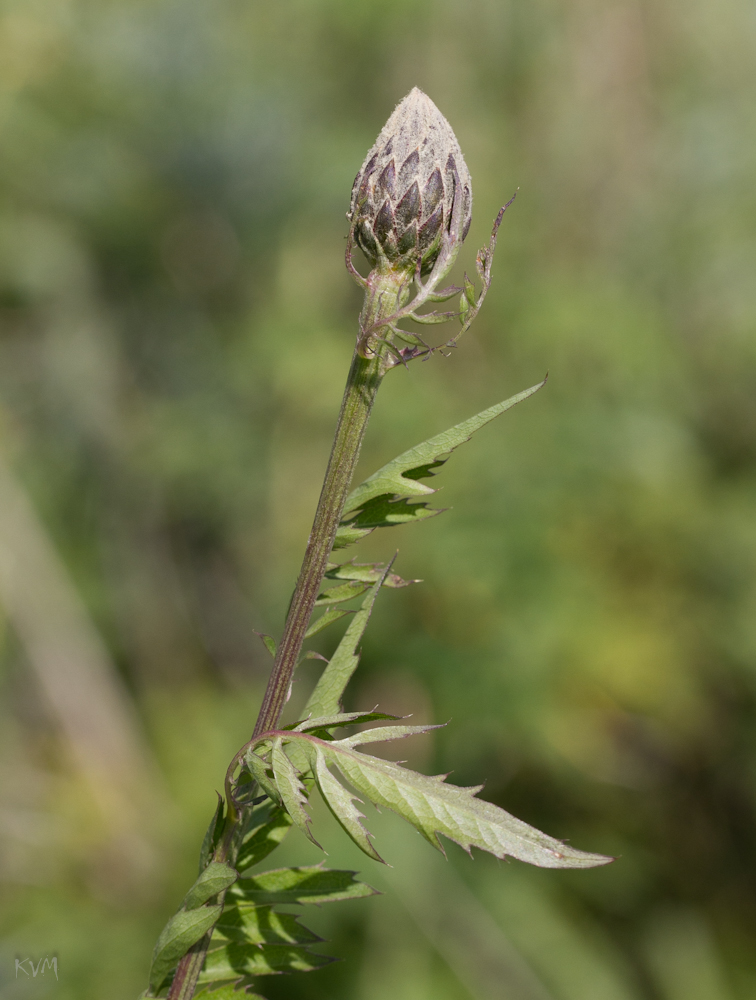 Изображение особи Serratula coronata.