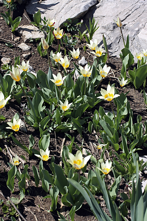 Image of Tulipa berkariensis specimen.