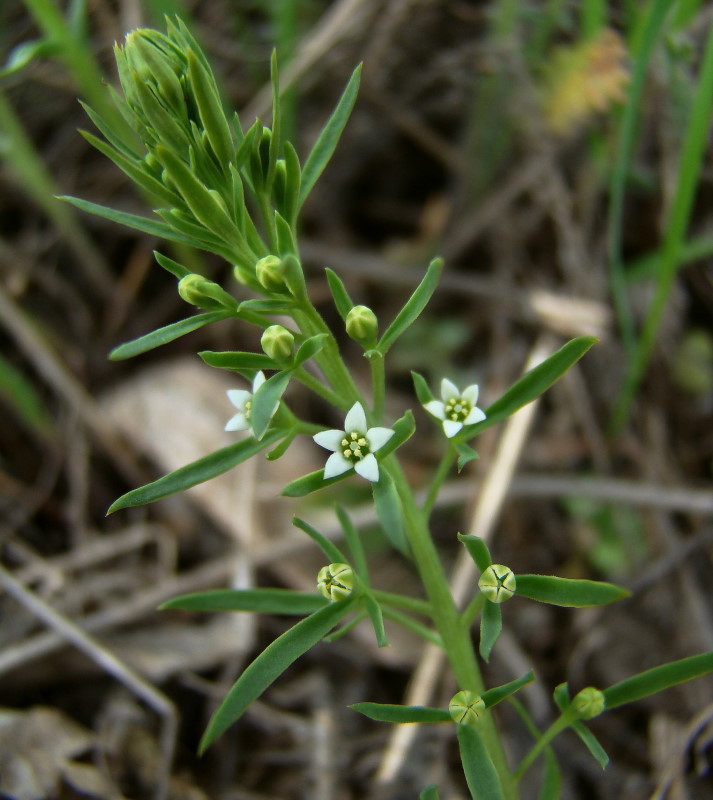 Изображение особи Thesium ramosum.