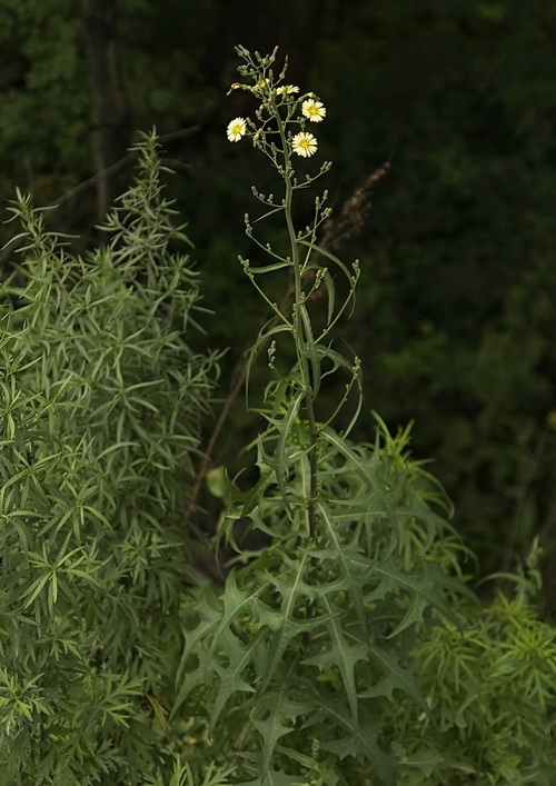 Изображение особи Lactuca indica.