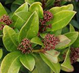 Skimmia japonica. Нераспустившиеся соцветия и листья. Нидерланды, г. Venlo, \"Floriada 2012\". 11.09.2012.