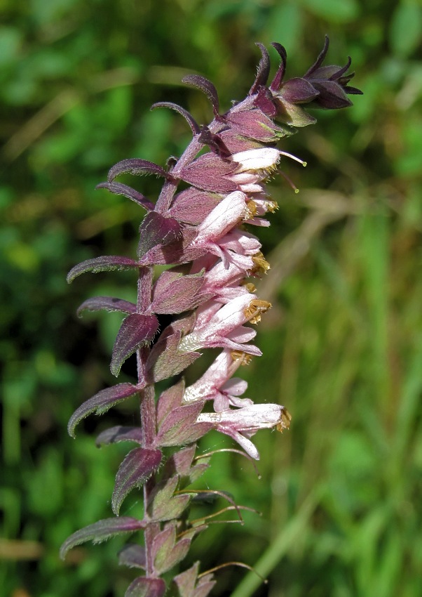 Изображение особи Odontites vulgaris.