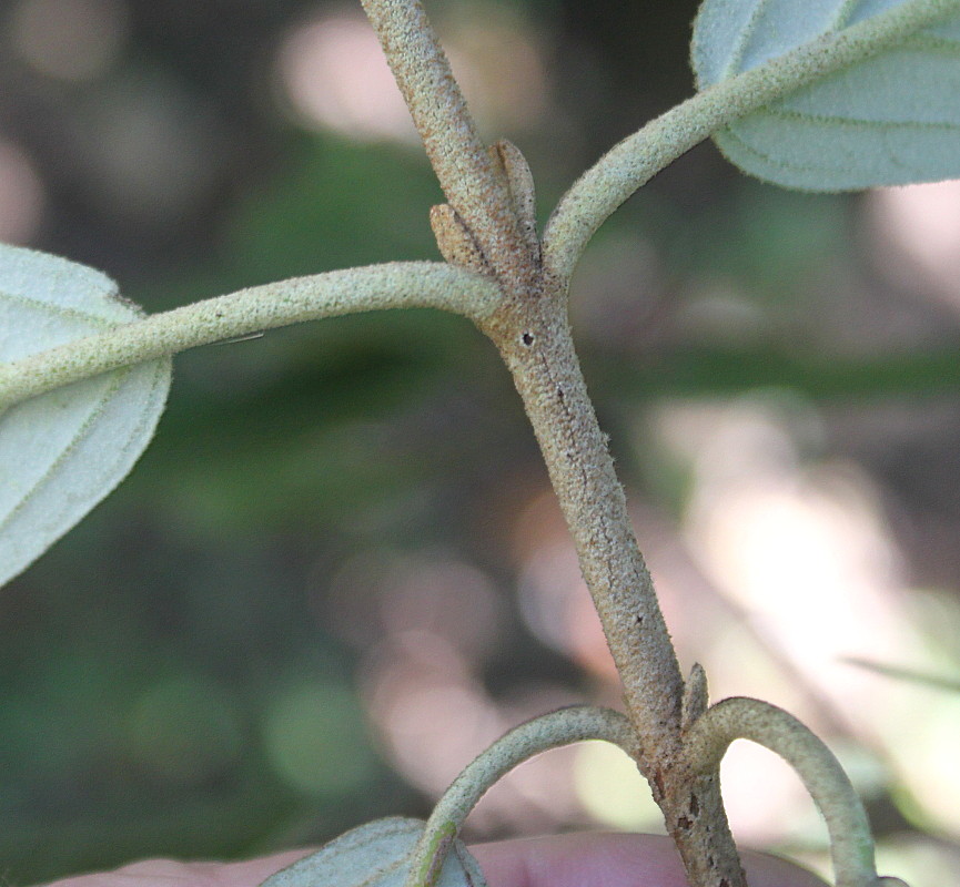 Image of Viburnum &times; pragense specimen.