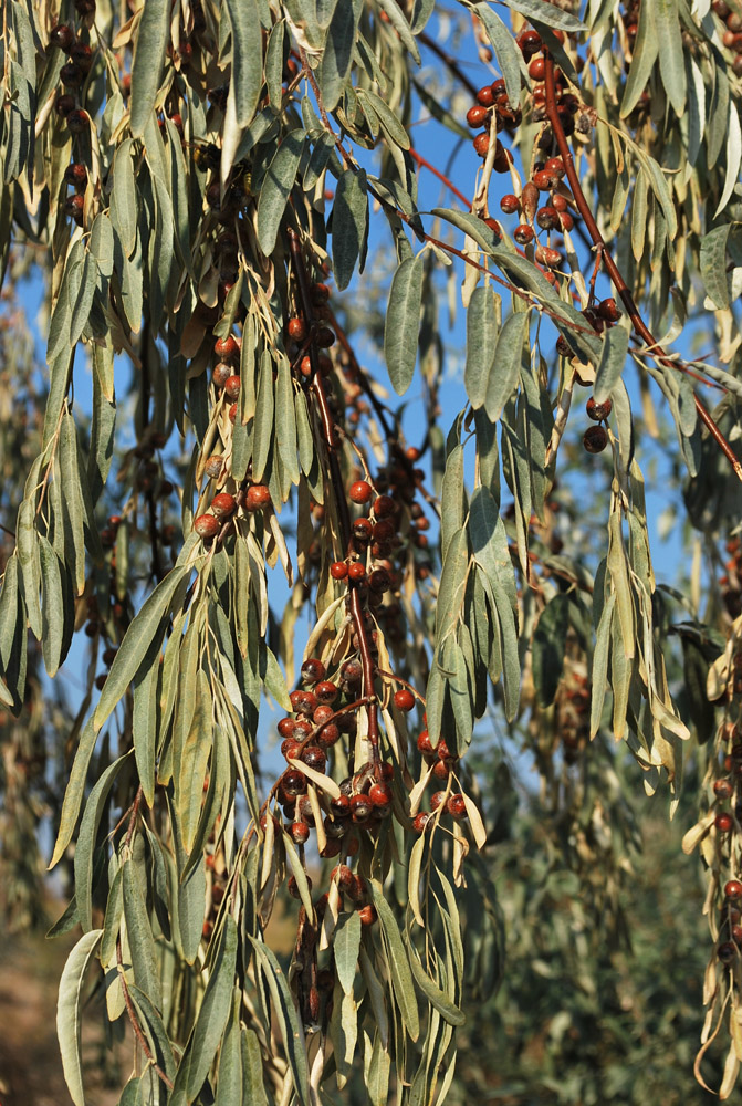 Image of Elaeagnus angustifolia specimen.