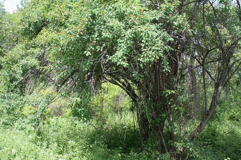 Image of Exochorda korolkowii specimen.