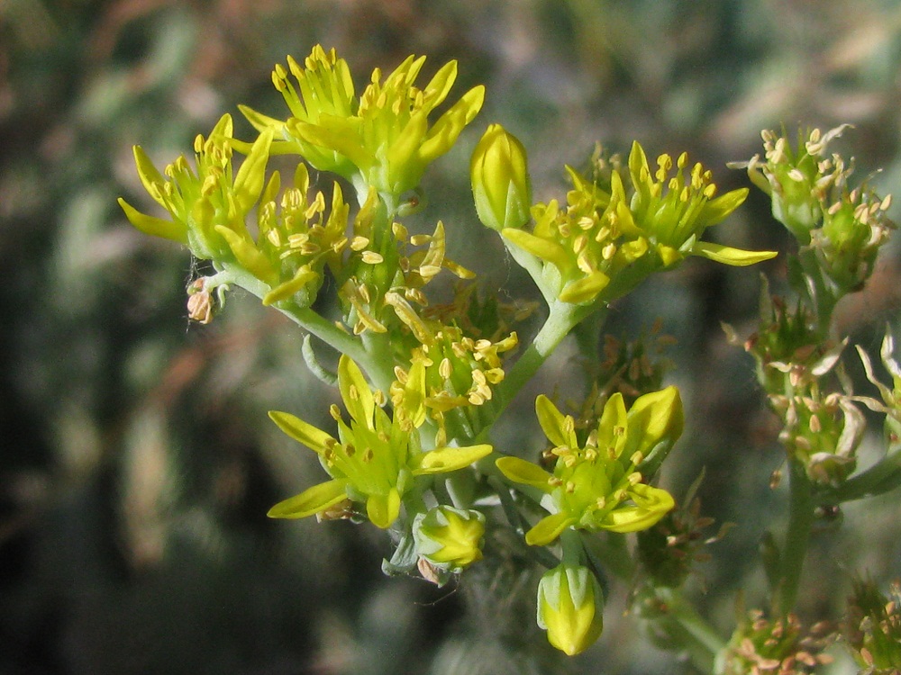 Image of Sedum reflexum specimen.