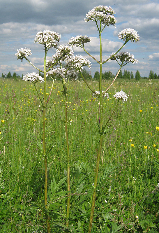 Image of Valeriana rossica specimen.