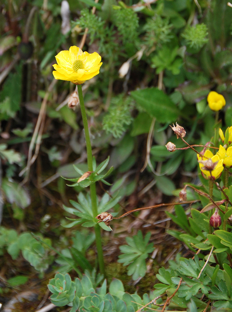 Image of Ranunculus lasiocarpus specimen.