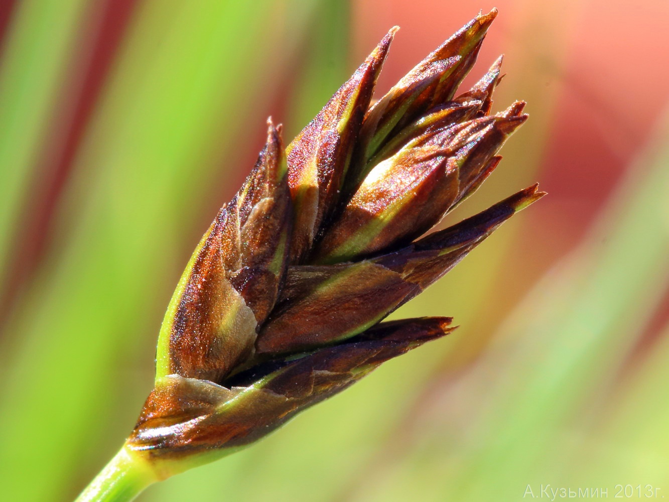 Image of Carex stenophylla specimen.