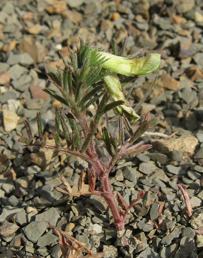 Image of Vicia anatolica specimen.