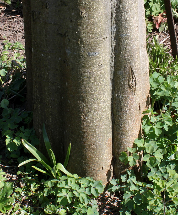 Image of Celtis australis specimen.