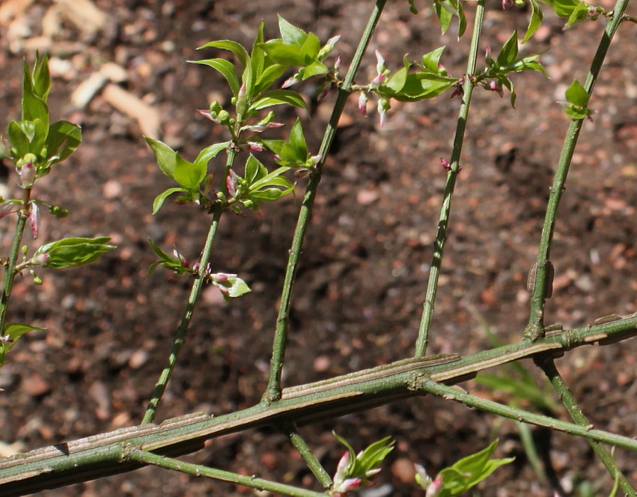 Image of Euonymus alatus specimen.