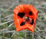 genus Papaver. Цветок. Нагорный Карабах, окр. г. Шуши, Унотское ущелье. 05.05.2013.