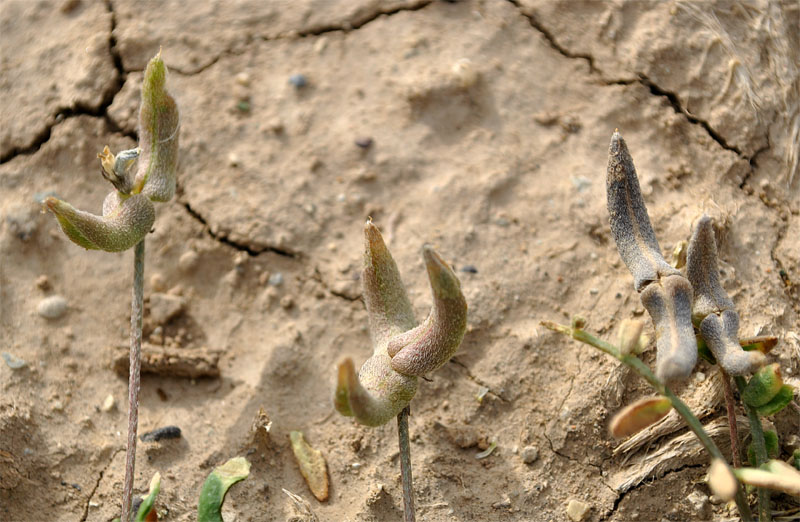 Image of Astragalus asterias specimen.