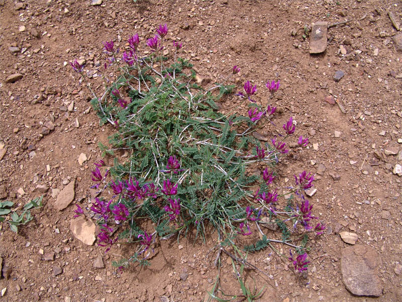 Image of Astragalus glochideus specimen.