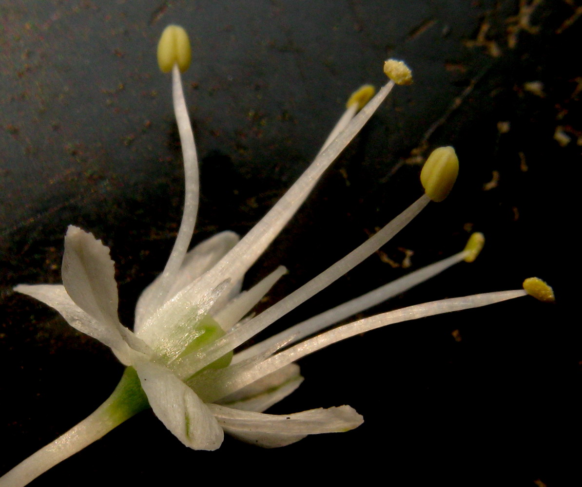 Image of Allium monachorum specimen.