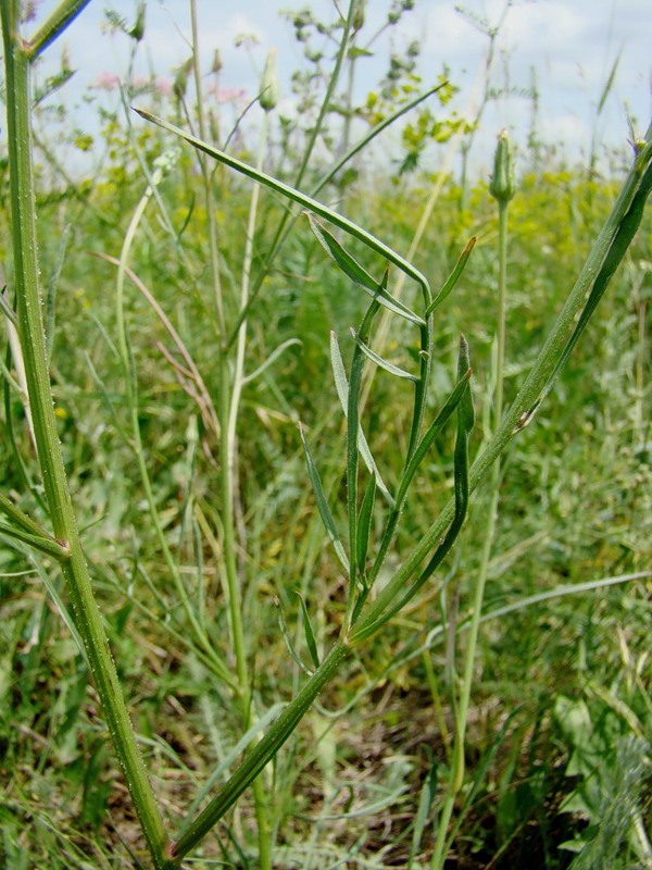 Image of Scorzonera laciniata specimen.