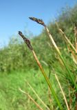 Eleocharis palustris. Верхушки побегов с колосками, поражёнными спорыньёй (Claviceps purpurea)(?). Архангельская обл., Холмогорский р-н, окр. пос. Усть-Пинега, берег р. Пинега. 21.08.2013.