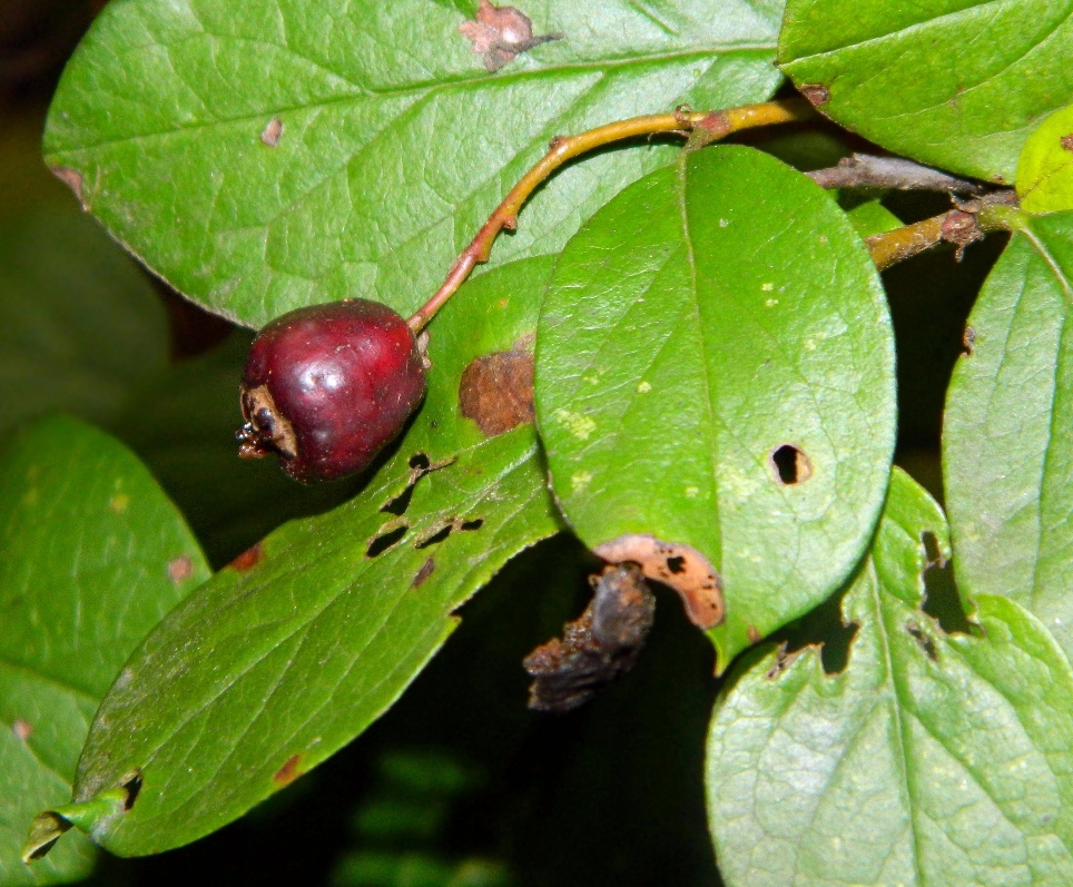 Image of Cotoneaster lucidus specimen.