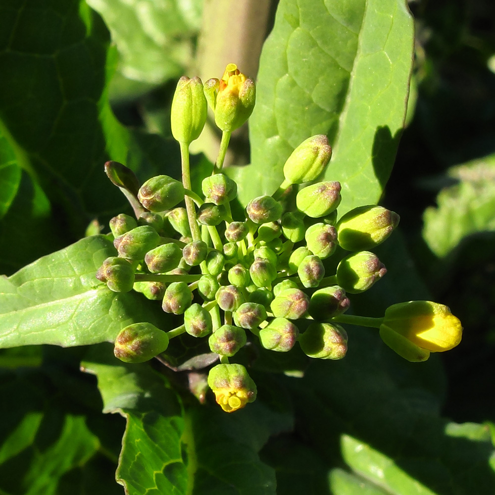 Image of Brassica napus specimen.