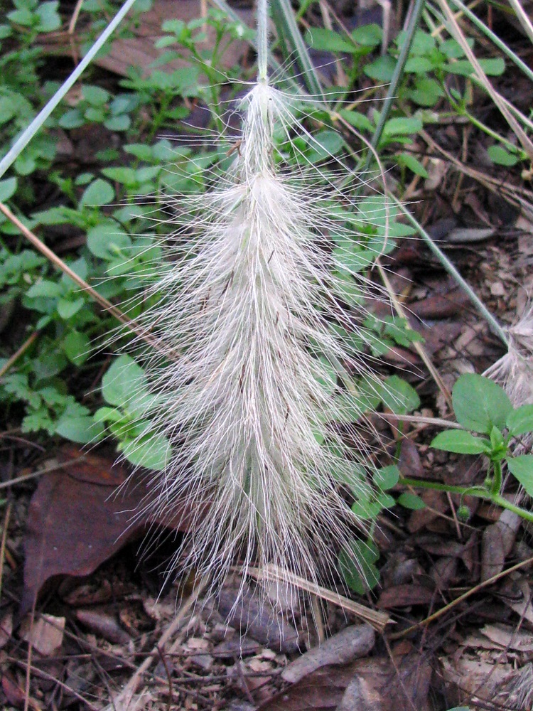 Image of Pennisetum villosum specimen.