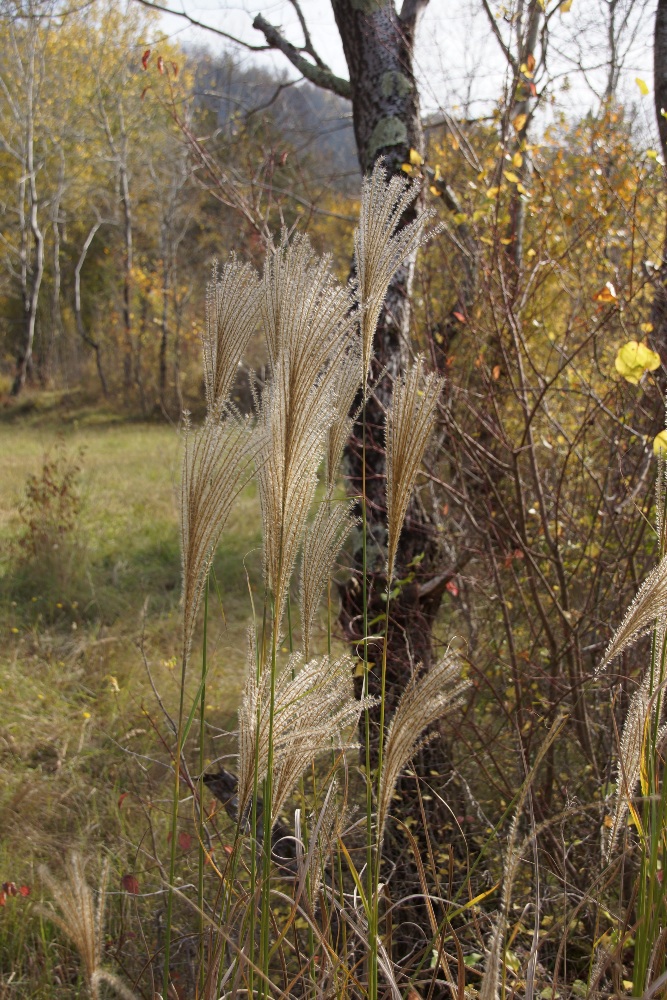 Image of Miscanthus sinensis specimen.