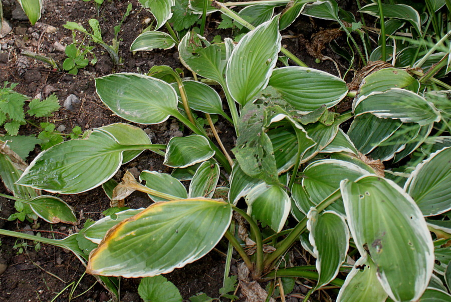 Изображение особи род Hosta.