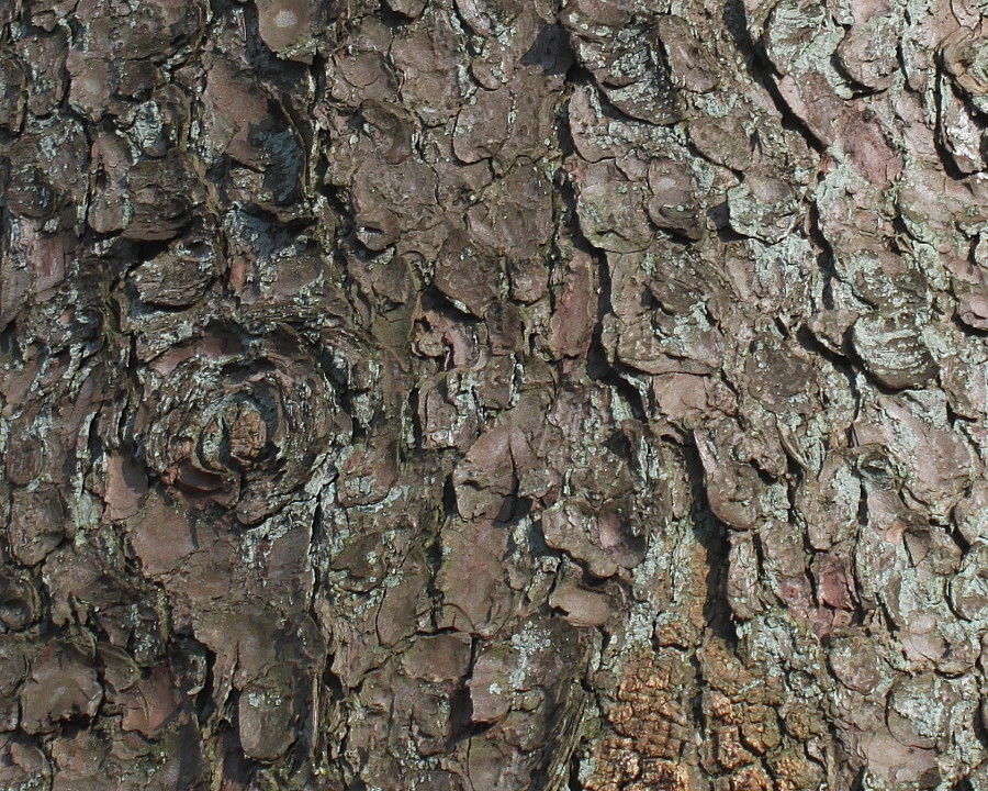 Image of Picea abies specimen.