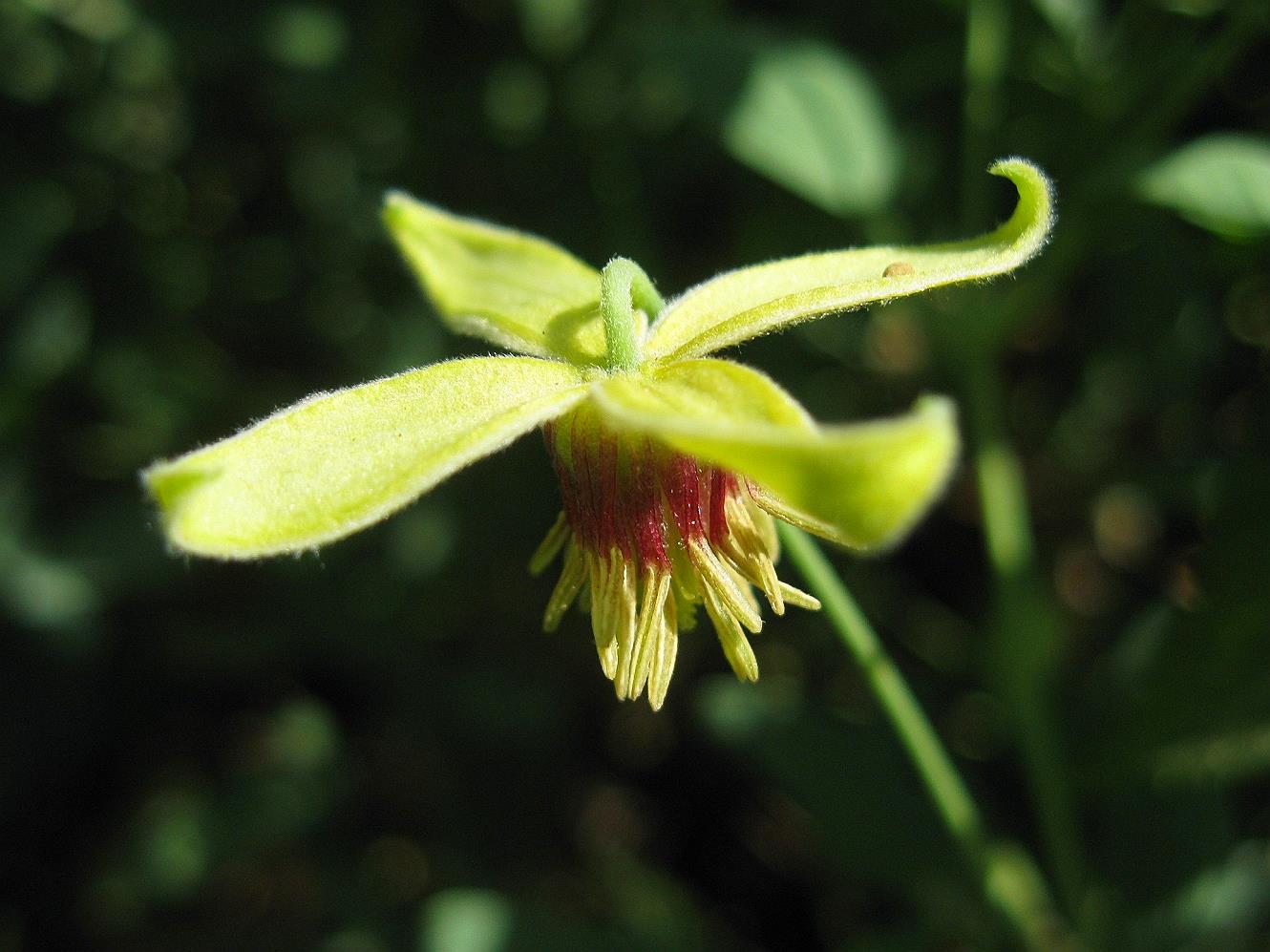 Изображение особи Clematis orientalis.