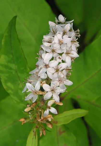 Изображение особи Lysimachia clethroides.