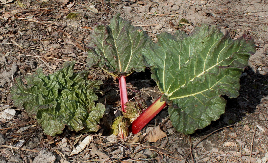 Image of Rheum alexandrae specimen.