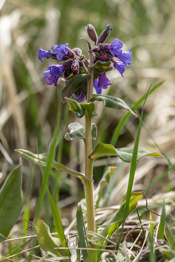 Изображение особи Pulmonaria mollis.