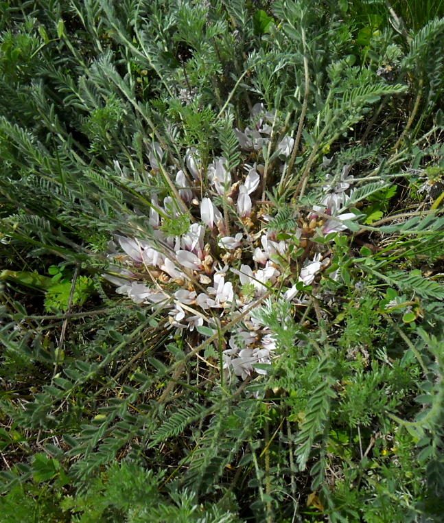 Image of Astragalus dolichophyllus specimen.