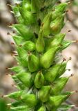 Salix recurvigemmata. Часть соплодия. Архангельская обл., Холмогорский р-н, окр. пос. Усть-Пинега, береговая скала р. Пинега. 31.05.2014.