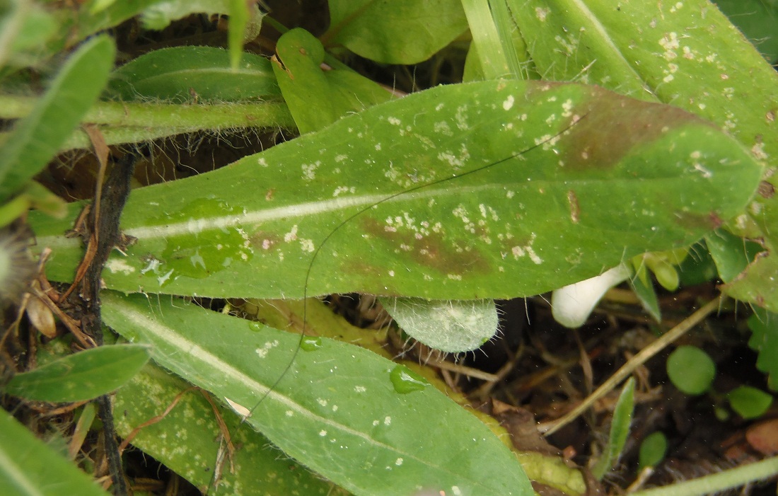 Image of genus Pilosella specimen.