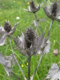 Eryngium giganteum