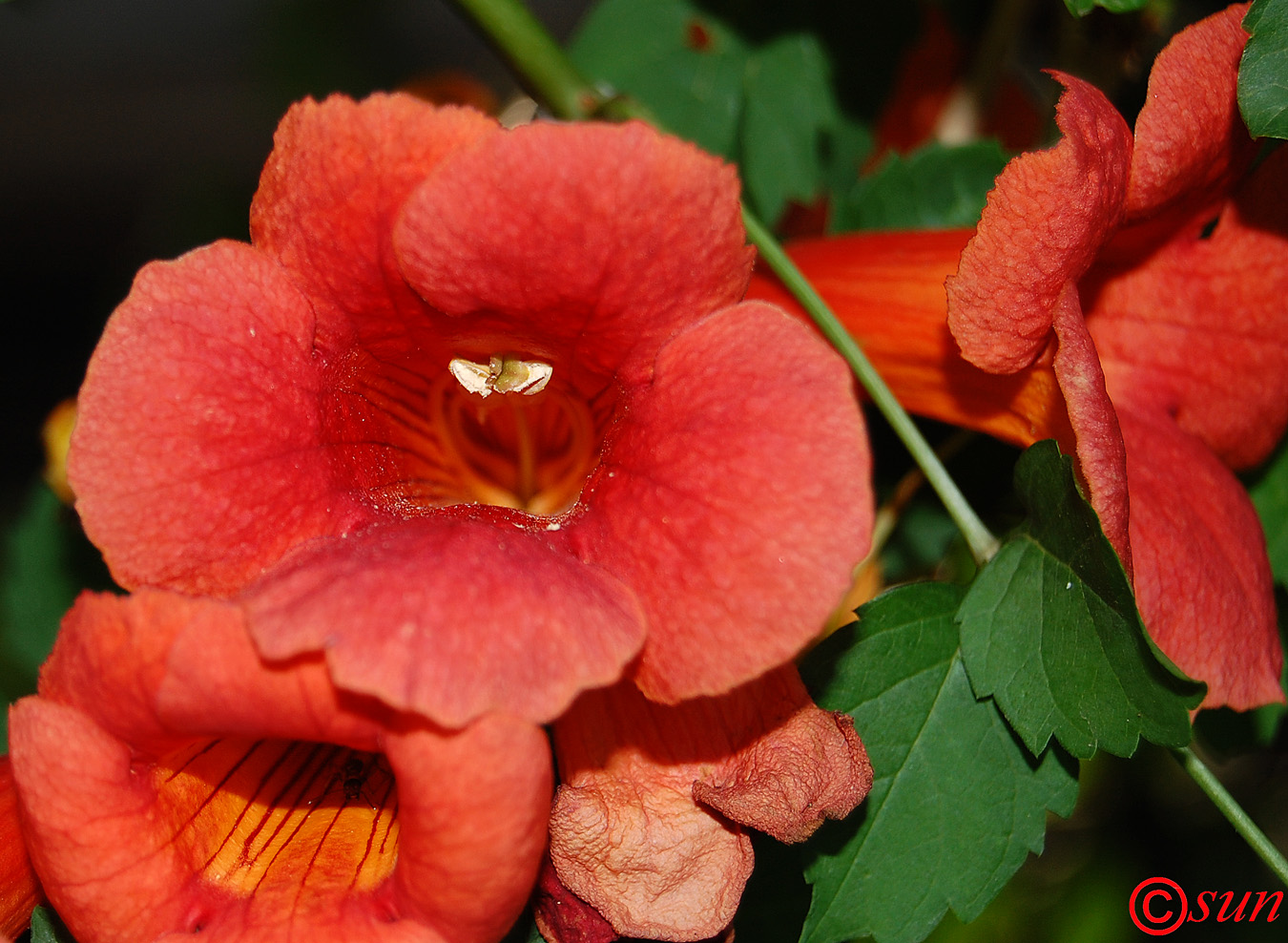 Image of Campsis radicans specimen.