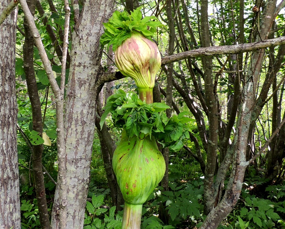 Image of Angelica ursina specimen.