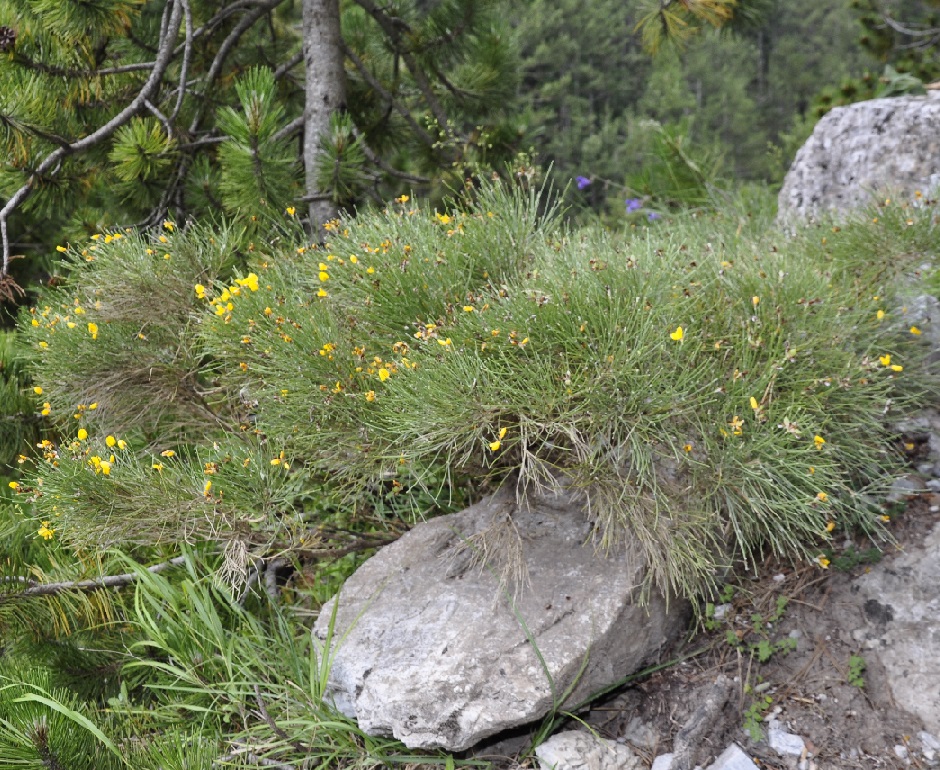 Изображение особи Genista radiata.