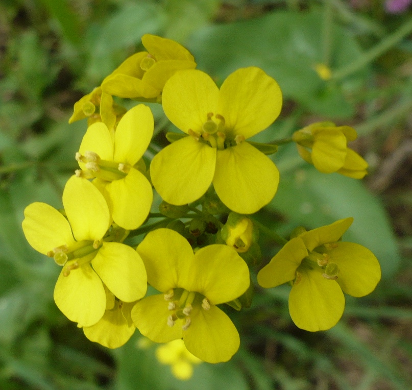 Image of Brassica campestris specimen.