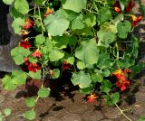 Tropaeolum majus