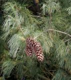 Pinus wallichiana. Ветвь с шишками. Германия, г. Крефельд, Ботанический сад. 06.09.2014.