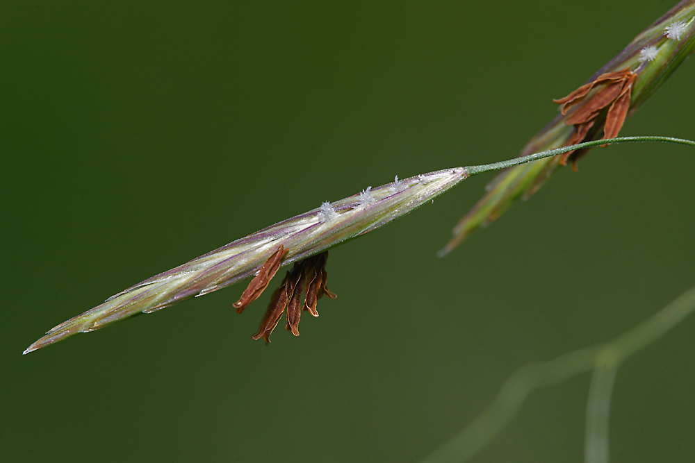 Изображение особи Bromopsis inermis.