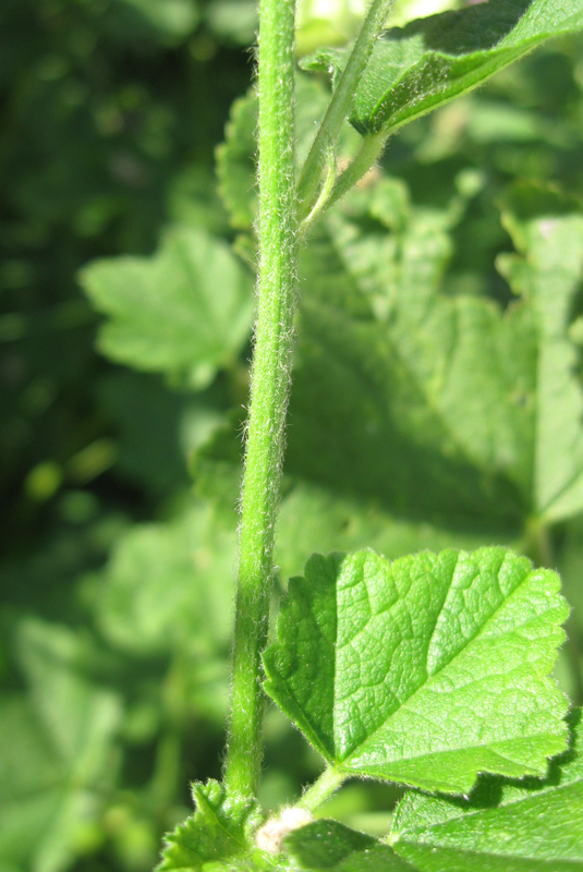 Image of Malva thuringiaca specimen.